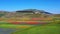 Lentil flowering with poppies and cornflowers in Castelluccio di Norcia, Italy