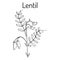Lentil Lens culinaris