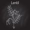 Lentil Lens culinaris