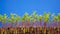 Lentil plant growth on blue background time laps