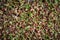 Lentil sprouts close-up. Healthy macrobiotic food for vegetarian