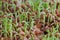 Lentil sprouts extreme closeup. Shallow depth of field.