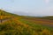 Lentils blooms in Castelluccio. Monti Sibillini. Perugia, Umbria, Italy