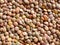 Lentils detail