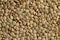 Lentils. Food background. Background texture of grains of green lentils.
