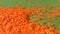 Lentils on a green background. Slow motion. Close-up. Vertical pan. 2 Shots