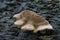 The Lentinellus castoreus s.l. is an inedible mushroom