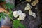 Lentinus squarrosulus on dead tree log