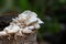 Lentinus squarrosulus Mont, mushrooms on nature background