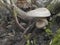 The Lentinus tigrinus is an edible / inedible mushroom