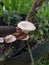 Lentinus tigrinus on the murbey tree growing when rain season