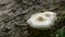 Lentinus tigrinus on the trunk of old apple tree. White with brown caps mushrooms from the Polyporaceae family