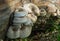 Lentinus tigrinus on the trunk of old apple tree. White with brown caps mushrooms from the Polyporaceae family.