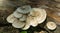 Lentinus tigrinus on the trunk of old apple tree. White with brown caps mushrooms from the Polyporaceae family. Edible mushrooms