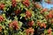 Lentisk or mastic tree with unripe red berries