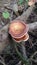 Lenzites betulina: The Enigmatic Gilled Polypore of Birch Trees