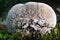 Lenzites betulina mushroom