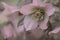Lenzrosen - hellebore - Christmas rose Helleborus