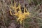 Leocarpus fragilis insect egg slime mold are yellow or orange organisms with the appearance of mucus or small balls that look like