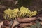 Leocarpus fragilis yellow plasmodium, greenish-yellow protozoan, crawling along wall and plant remains