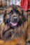 Leonberger