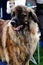 Leonberger