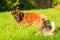 Leonberger and Australian cattledog running on the meadow