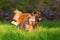 Leonberger and Australian cattledog running on the meadow