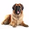 Leonberger breed dog isolated on a clean white background