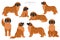 Leonberger clipart. Different poses, coat colors set