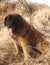 Leonberger dog