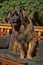 Leonberger dog close-up