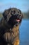 Leonberger dog close-up