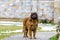 leonberger dog looking into camera. close up