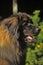 Leonberger dog lose-up