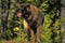 Leonberger dog lose-up
