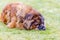 leonberger dog lying in garden in the green grass. close up