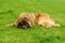 leonberger dog lying in garden in the green grass. close up
