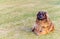 leonberger dog lying in garden in the green grass. close up