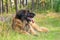 Leonberger dog, outdoor