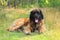 Leonberger dog, outdoor portrait