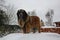 Leonberger dog proud in the snow