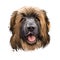 Leonberger giant mountain dog breed closeup portrait digital art illustration. Gentle lion leo purebred from Germany. German pet