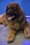 Leonberger lying on the floor