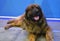 Leonberger lying on the floor