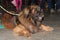 Leonberger lying on the floor, indoor photo