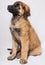 A Leonberger puppy