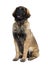 Leonberger puppy, 6 months old, sitting