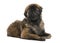 Leonberger puppy (8 months old)