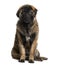 Leonberger puppy (8 months old)